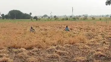 संसाधनों की कमी या किसी और वजह से किसानों की फसलें क्यों जल रही हैं? लोगों ने उठाई मांग