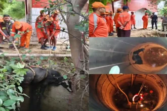 बेजुबान हैं, निर्जीव नहीं! एनडीआरएफ ने दी मानवता की मिसाल - बेजुबान जानवर को सुरक्षित कुएं से बाहर निकाला