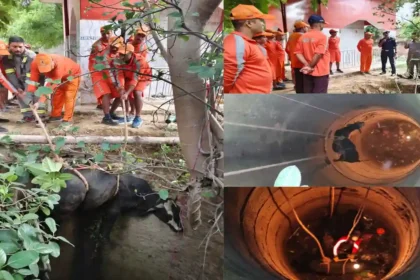 बेजुबान हैं, निर्जीव नहीं! एनडीआरएफ ने दी मानवता की मिसाल - बेजुबान जानवर को सुरक्षित कुएं से बाहर निकाला