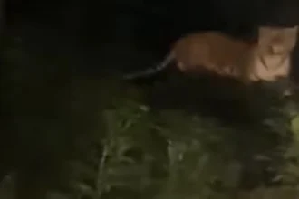 पीलीभीत में कार सवारों का बाघ से हुआ आमना-सामना, वीडियो सोशल मीडिया पर वायरल