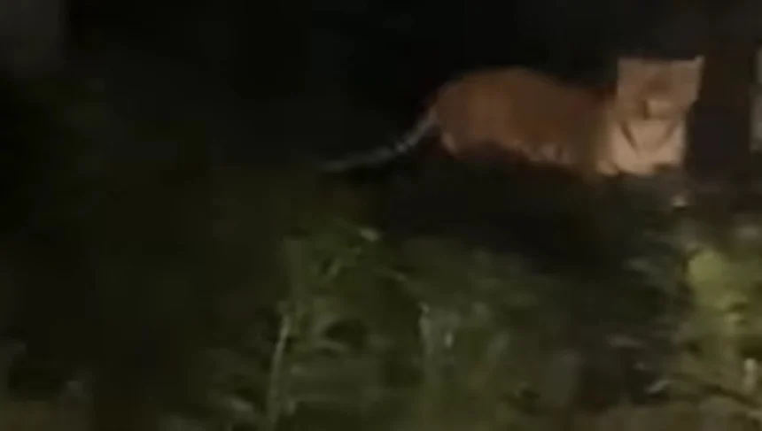 पीलीभीत में कार सवारों का बाघ से हुआ आमना-सामना, वीडियो सोशल मीडिया पर वायरल