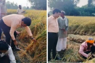 जिलाधिकारी हरदोई ने खुद काटी धान की फसल, वीडियो वायरल