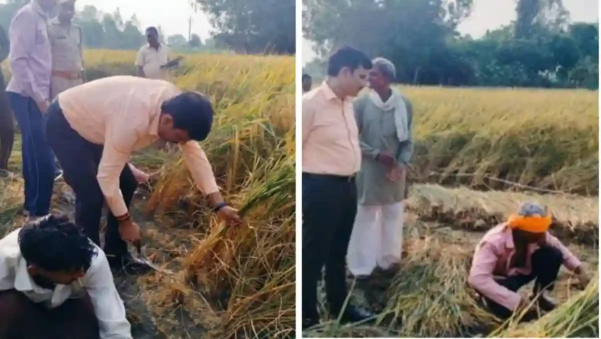 जिलाधिकारी हरदोई ने खुद काटी धान की फसल, वीडियो वायरल