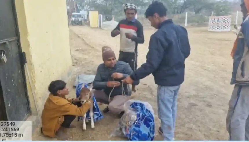 Hardoi News: गौसेवा के भाव के साथ गोवंश संरक्षण के मिले अच्छे परिणामः- जिलाधिकारी
