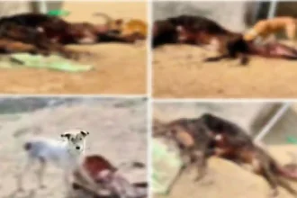 Hardoi News: गौशालाओं में गायों को नोच रहे कुत्ते! सरकारी बजट नोच रहे अधिकारी