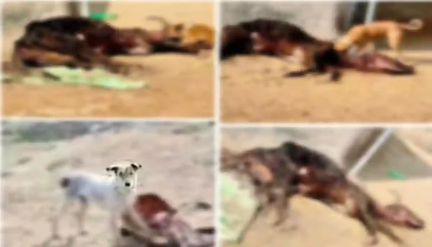 Hardoi News: गौशालाओं में गायों को नोच रहे कुत्ते! सरकारी बजट नोच रहे अधिकारी