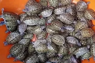 कछुए गंगा को कर रहे हैं साफ,बढ़ रहा हैं इनका कुनबा,10 जिलों में 10 हजार कछुए छोड़े गए गंगा में