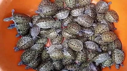 कछुए गंगा को कर रहे हैं साफ,बढ़ रहा हैं इनका कुनबा,10 जिलों में 10 हजार कछुए छोड़े गए गंगा में