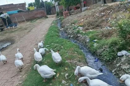 बिना नाली बनाये निकल गया 40 हजार रूपया