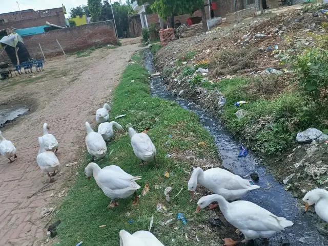 बिना नाली बनाये निकल गया 40 हजार रूपया