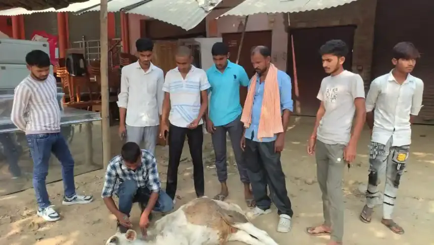 Hardoi News: राष्ट्रीय गौ संरक्षक दल ने बीमार व घायल पशु की जानकारी मिलने पर इलाज कराकर सुरक्षित स्थान पर पहुंचाया