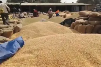 Hardoi News: यातायात माह के दौरान, यातायात व्यवस्था प्रभावित गल्ला मंडी के बाहर सड़क पर लगा धान और मक्का….