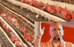UP में मुर्गी पालन व्यवसाय करने वालों का लोन खुद चुकाएगी सरकार और बिजली बिल में भी छूट! योगी का बड़ा तोहफा…