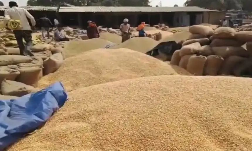 Hardoi News: यातायात माह के दौरान, यातायात व्यवस्था प्रभावित गल्ला मंडी के बाहर सड़क पर लगा धान और मक्का….