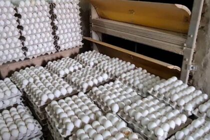 यूपी में अंडा उत्पादन में नंबर वन जिला सहारनपुर, हरियाणा-हिमाचल और उत्तराखंड से भारी मांग…